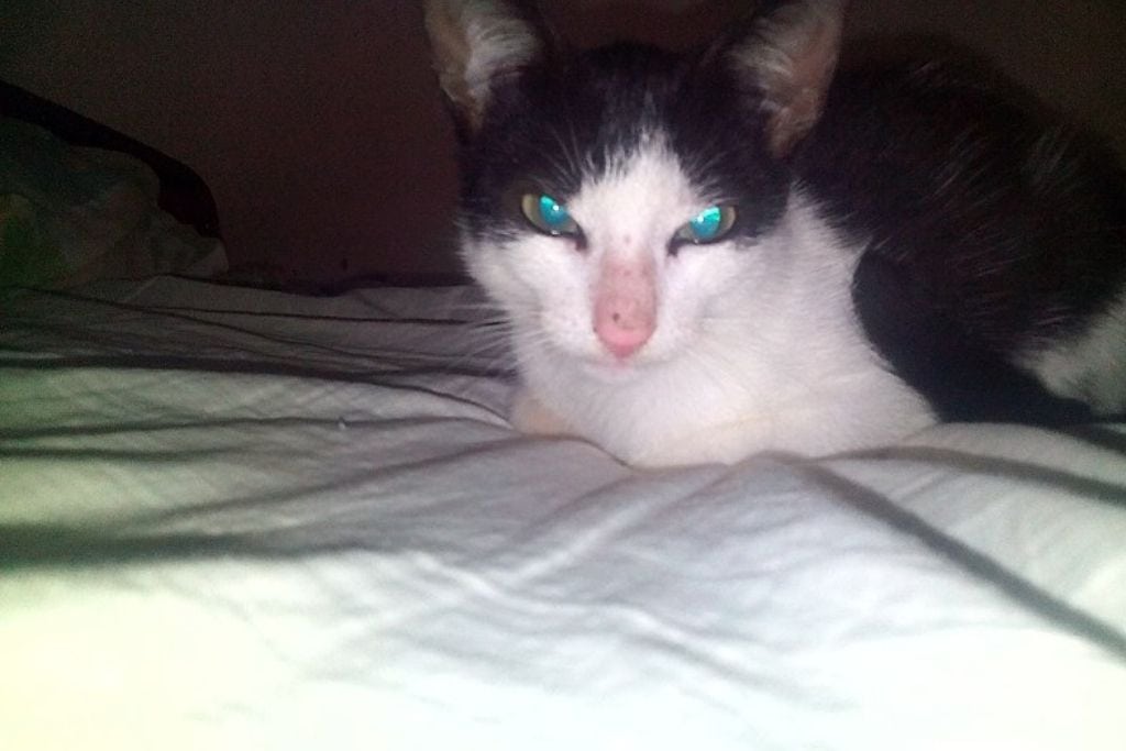 Does flash hurt cats eyes - featured Image