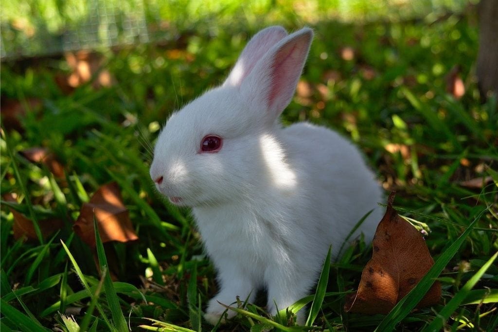 Rabbit's close up-image